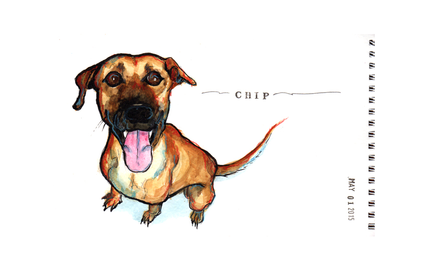 Chip is up for adoption and very eager